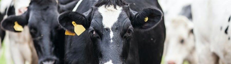 Photo of a herd of cows